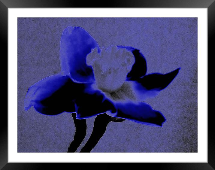 Velvet Blue Daffodil Framed Mounted Print by Barbara Schafer