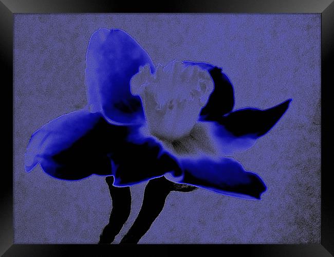 Velvet Blue Daffodil Framed Print by Barbara Schafer