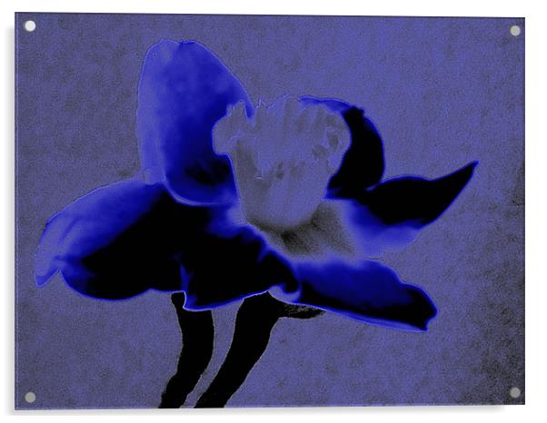 Velvet Blue Daffodil Acrylic by Barbara Schafer