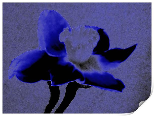 Velvet Blue Daffodil Print by Barbara Schafer