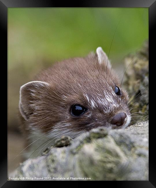 Stoat Framed Print by Philip Pound