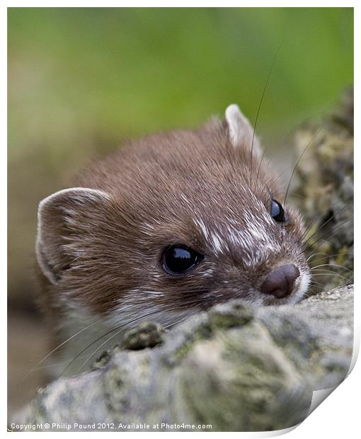 Stoat Print by Philip Pound