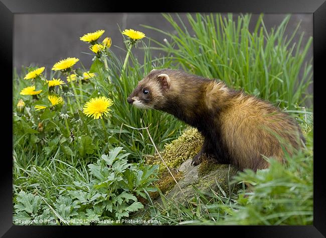 Polecat by Dandelions Framed Print by Philip Pound