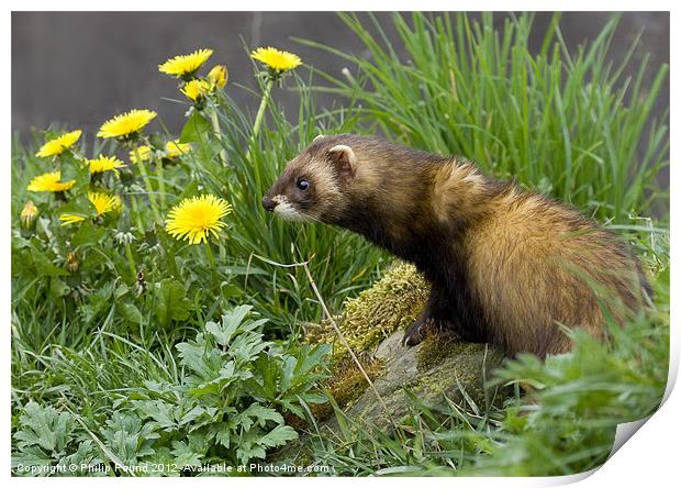 Polecat by Dandelions Print by Philip Pound