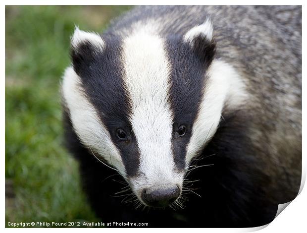 Badger Print by Philip Pound