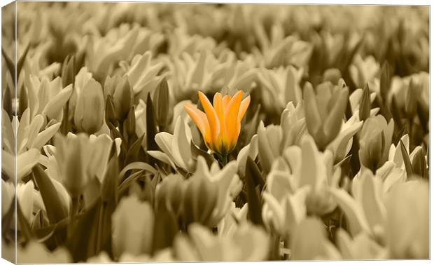 Yellow Tulips Isolation Canvas Print by Kevin Tate
