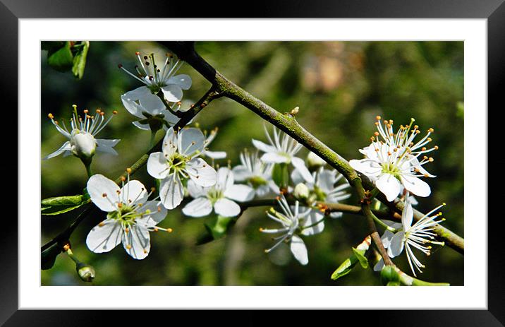 May blossom Framed Mounted Print by Sharon Lisa Clarke