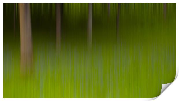 Bluebells Abstract. Print by paul cowles