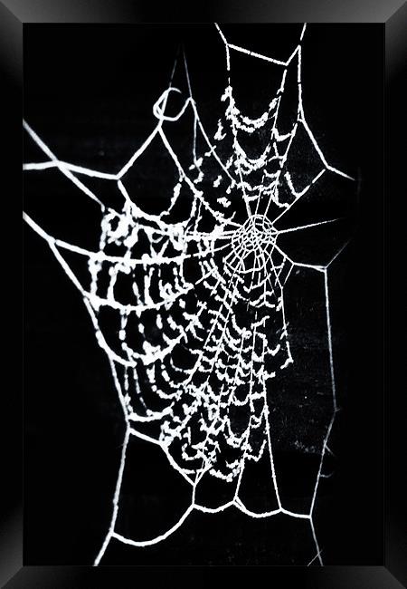 Cobwebs Framed Print by paul cowles