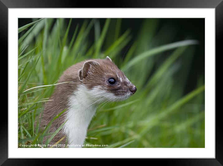 Stoat Framed Mounted Print by Philip Pound