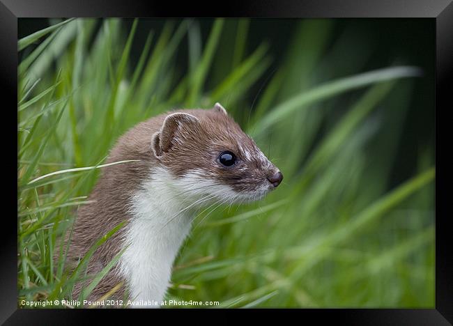 Stoat Framed Print by Philip Pound
