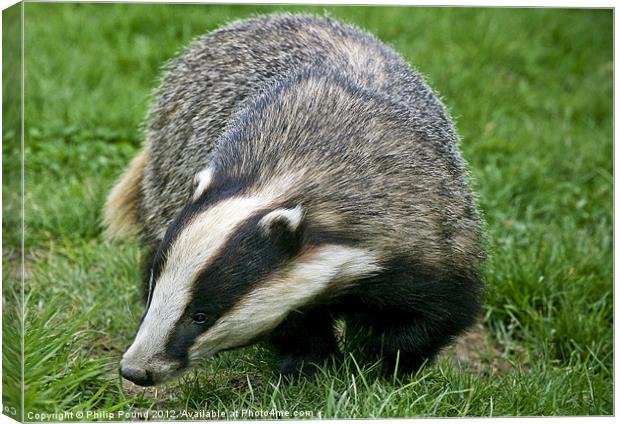 Badger Canvas Print by Philip Pound