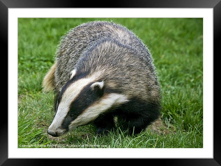 Badger Framed Mounted Print by Philip Pound