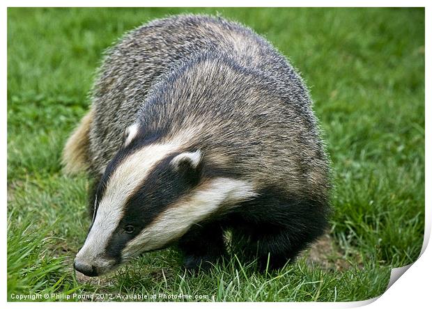 Badger Print by Philip Pound