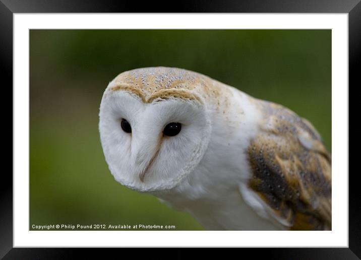 Barn Owl Framed Mounted Print by Philip Pound