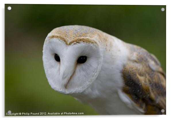 Barn Owl Acrylic by Philip Pound