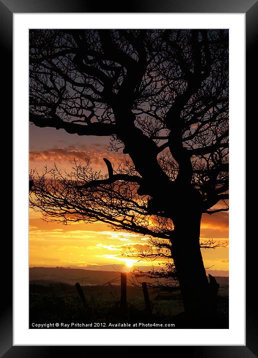 Sunset and Tree Framed Mounted Print by Ray Pritchard