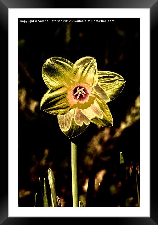 Gold Leaf Daffodil Framed Mounted Print by Valerie Paterson