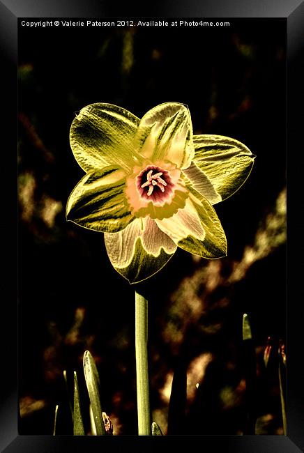 Gold Leaf Daffodil Framed Print by Valerie Paterson