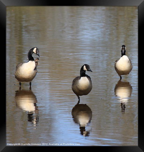 Uncooperative Canada geese Framed Print by Charlotte Anderson
