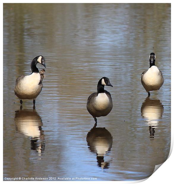 Uncooperative Canada geese Print by Charlotte Anderson