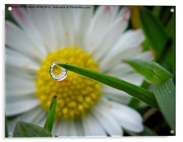 Fresh as a Daisy Acrylic by Christine Johnson