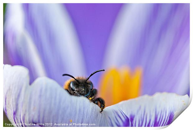 Spring Bee Print by Christine Johnson