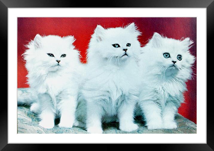 Three White Cats Framed Mounted Print by Edward Denyer