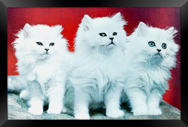 Three White Cats Framed Print by Edward Denyer