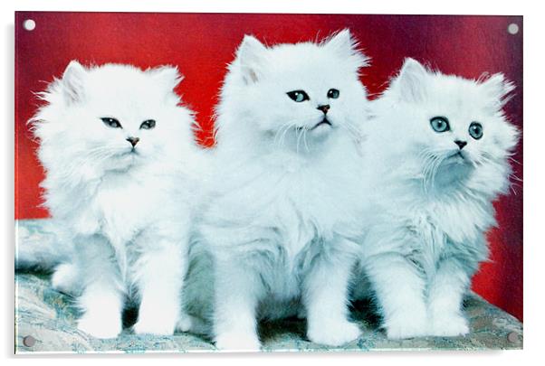 Three White Cats Acrylic by Edward Denyer