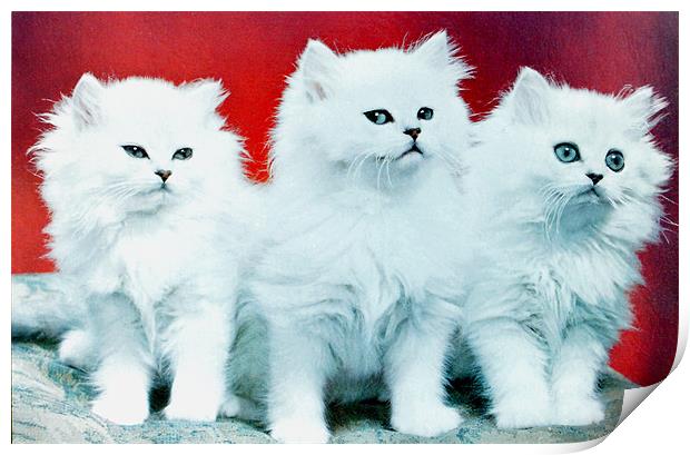 Three White Cats Print by Edward Denyer
