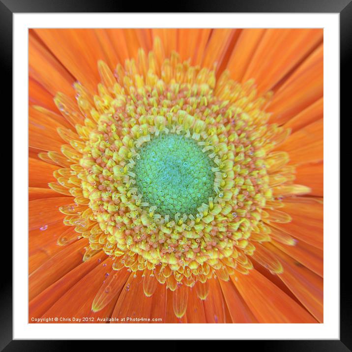 Gerbera Framed Mounted Print by Chris Day