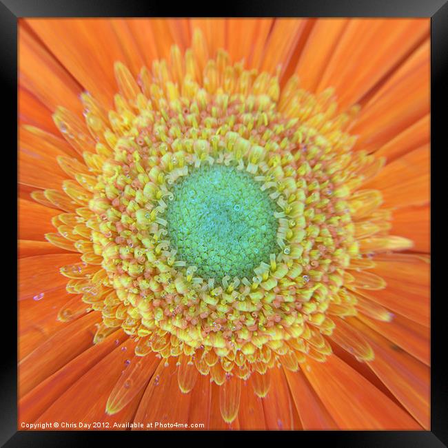 Gerbera Framed Print by Chris Day