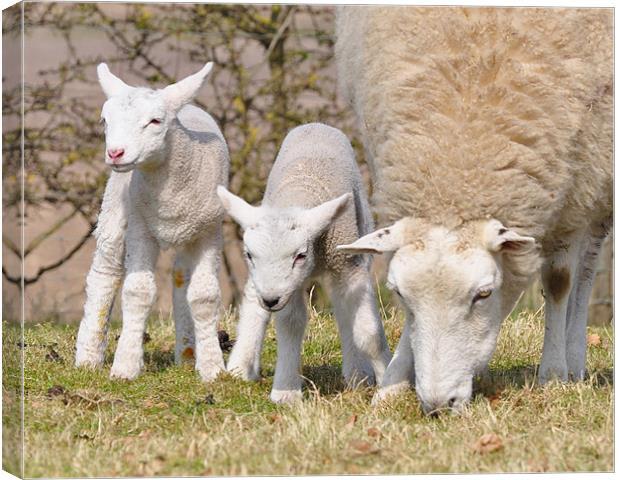 Spring Lambs Canvas Print by Fiona Geldard