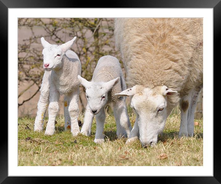 Spring Lambs Framed Mounted Print by Fiona Geldard