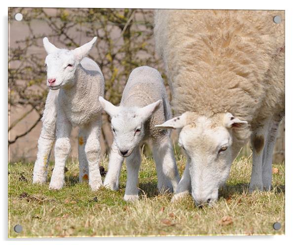 Spring Lambs Acrylic by Fiona Geldard