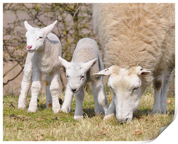 Spring Lambs Print by Fiona Geldard