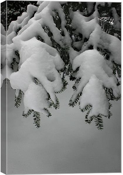Evergreen Boughs in Winter Canvas Print by Bonnie Samuel