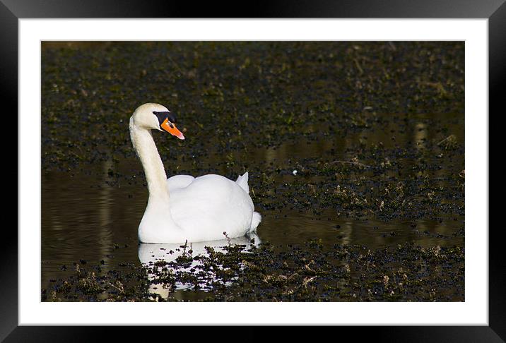 Swan Attitude Framed Mounted Print by simon plumridge