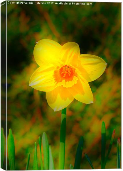 Soft Focus Daffodil Canvas Print by Valerie Paterson