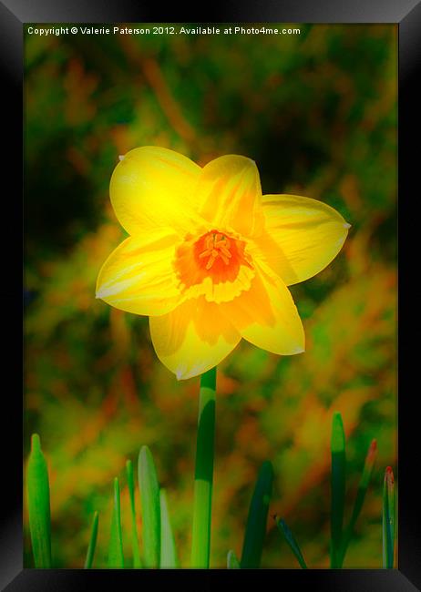 Soft Focus Daffodil Framed Print by Valerie Paterson