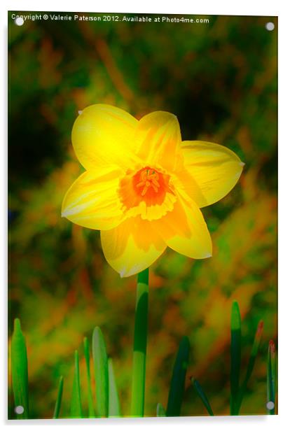 Soft Focus Daffodil Acrylic by Valerie Paterson
