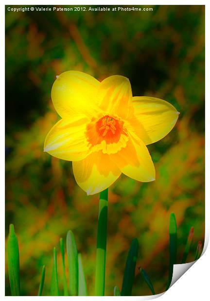 Soft Focus Daffodil Print by Valerie Paterson