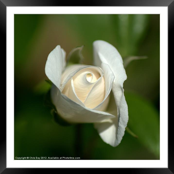 White Rose Framed Mounted Print by Chris Day