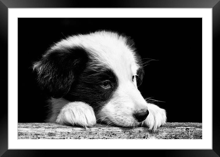 Sheepdog puppy looking out Framed Mounted Print by Rory Trappe