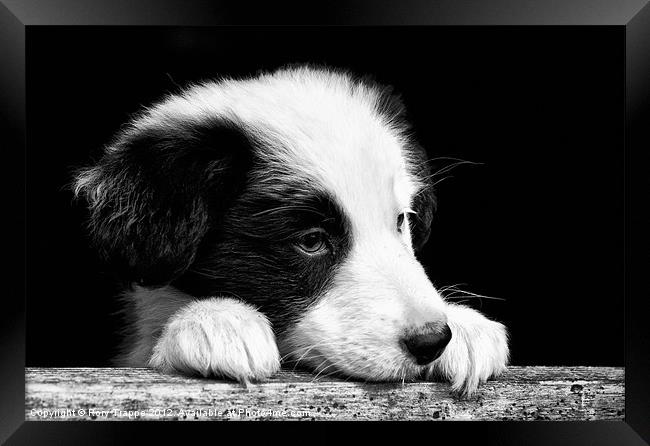 Sheepdog puppy looking out Framed Print by Rory Trappe