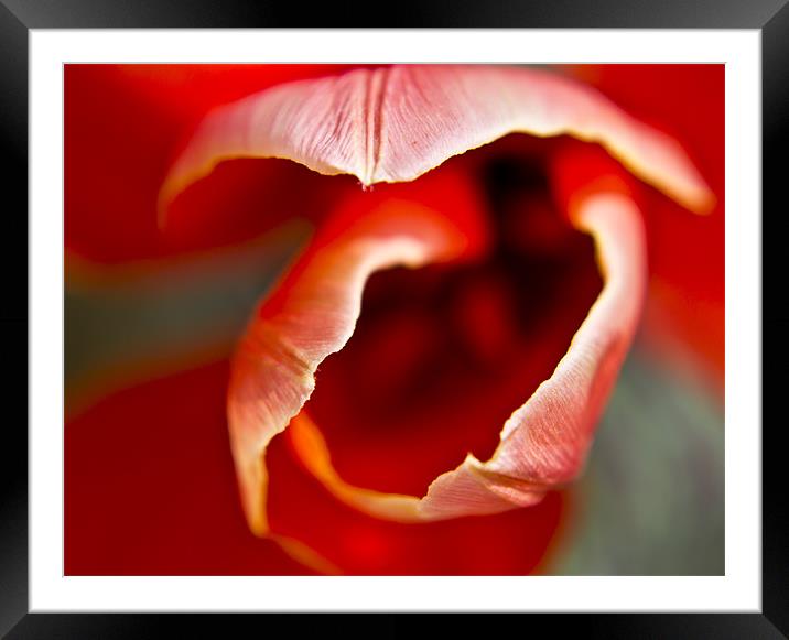 Tulip top Framed Mounted Print by simon plumridge
