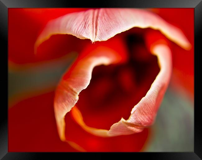 Tulip top Framed Print by simon plumridge