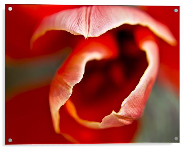 Tulip top Acrylic by simon plumridge