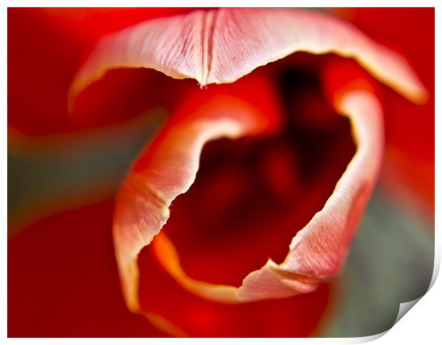 Tulip top Print by simon plumridge